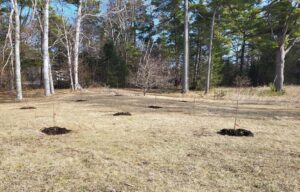 Apple and plum trees planted at Colonial Michilimackinac.