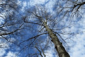 Sugar Maple Treetop with clouds and blue sky