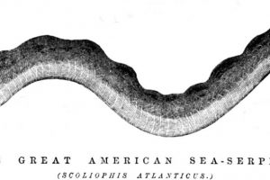 (banner) Great American Sea Serpent, 1848