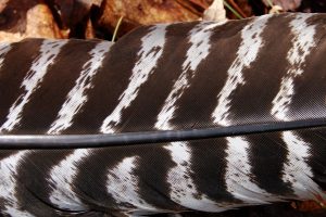 turkey feather vanes cloeseup by Kyle Bagnall