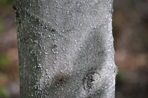 beech-bark-d-2