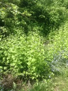 garlic-mustard-2-2