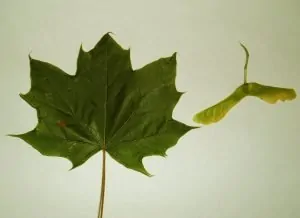 norway_maple
