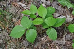 poison-ivy-1