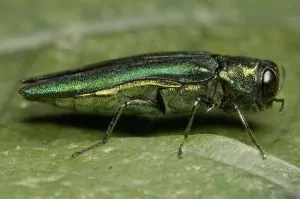 emerald_ash_borer_full